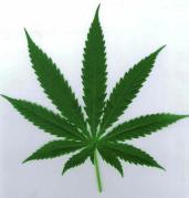 Pot Leaf